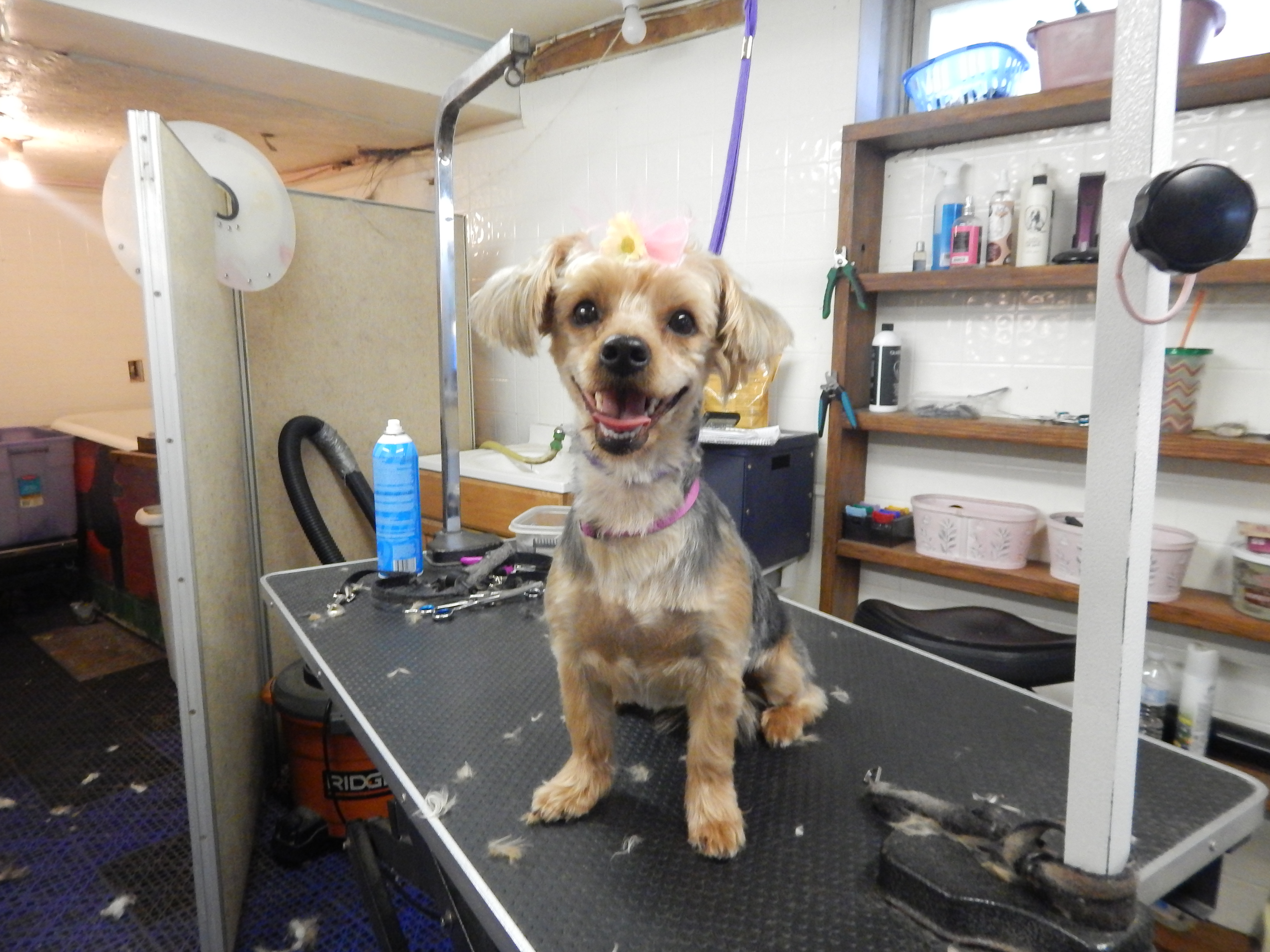 lulu's grooming salon